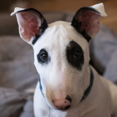 Das Gesicht eines Bullterriers von vorn.