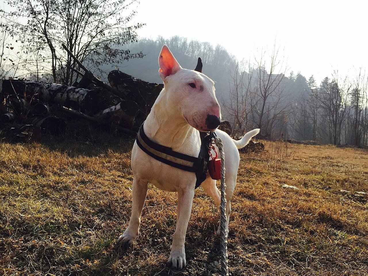 Ein weißer Bullterrier steht im Freien.
