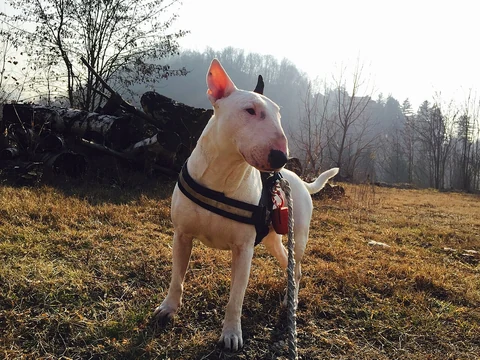 A white Bull Terrier standing outdoors.