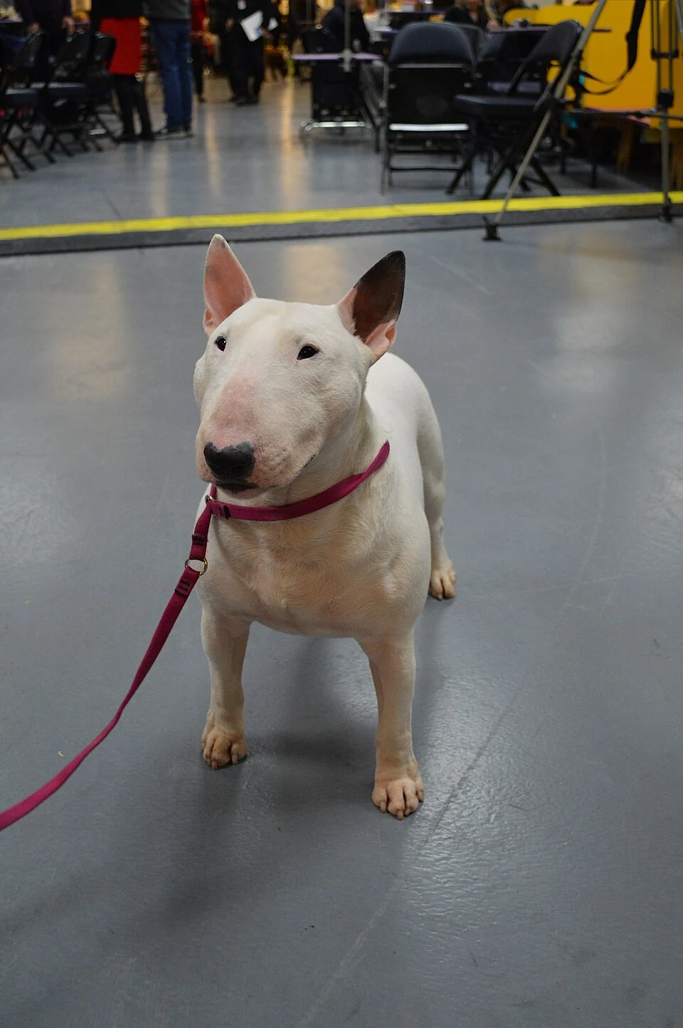 Ein Miniaturbullterrier bei der Westminster Hundeausstellung.