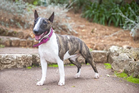 Ein Miniaturbullterrier steht im Freien.
