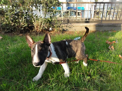 Ein Miniaturbullterrierwelpe steht im Gras.