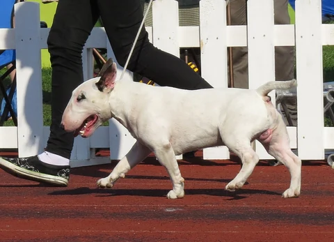 Ein Miniaturbullterrier geht neben einer Person bei einer Hundeausstellung.
