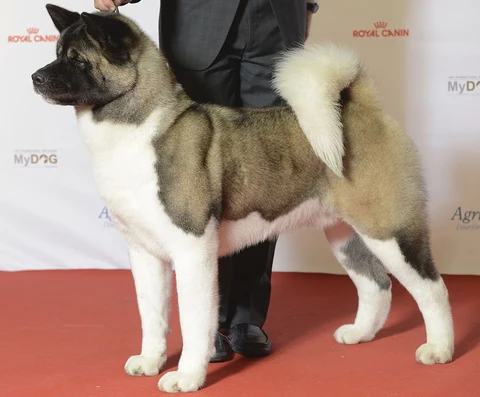 American Akita auf einer Hundeausstellung.