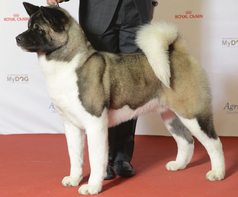 American Akita auf einer Hundeausstellung.