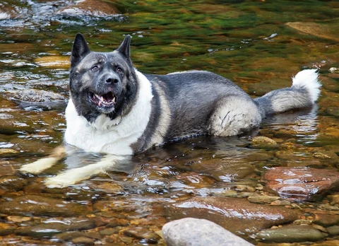 American Akita liegt im flachen Wasser eines Bachs.