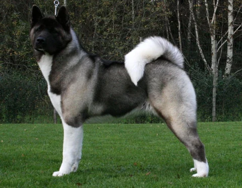 American Akita im seitlichen Stand.