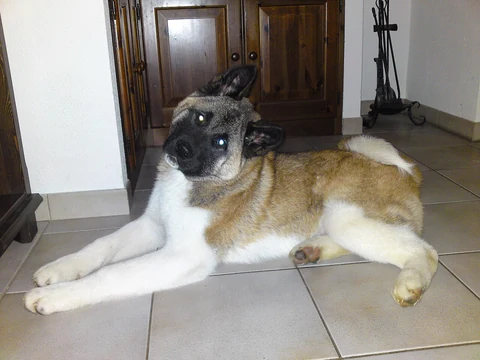 Ein vier Monate alter American Akita.