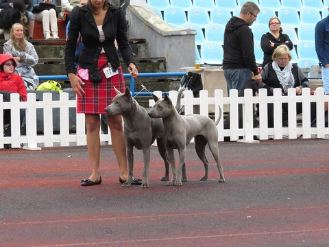 Zwei Thai Ridgebacks auf einer Hundeausstellung.