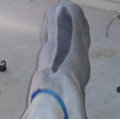 Der Rückenstreifen eines Thai Ridgebacks aus der Nähe.