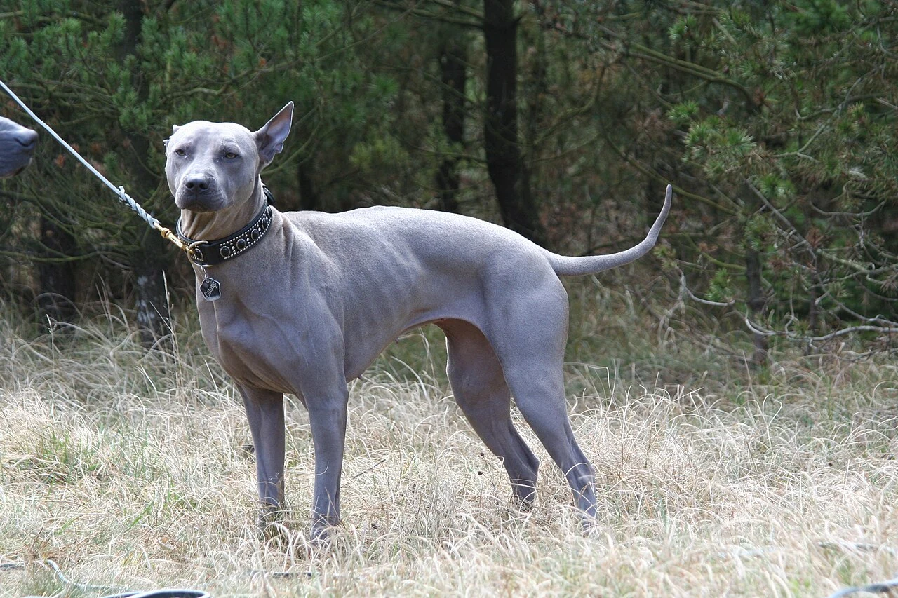 Thai Ridgeback mit blaugrauem Fell im Freien.