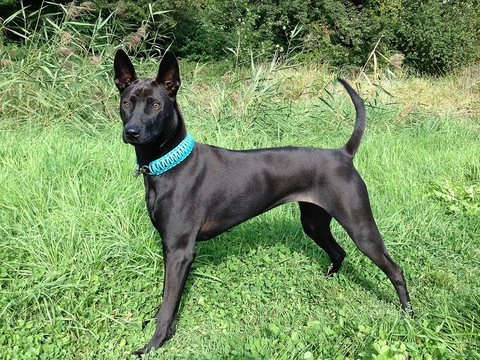 Eine sieben Monate alte Thai Ridgeback Hündin.