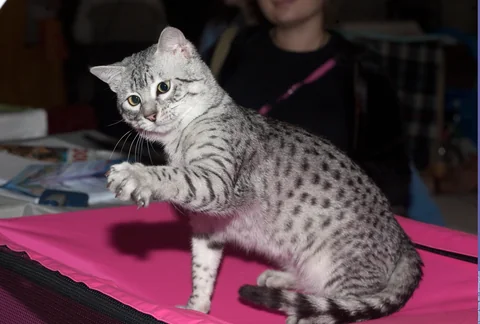 Egyptian Mau Arietta sitting with one front paw raised on a show table