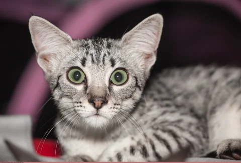 Portrait of young Egyptian Mau male EgyptSila Setx