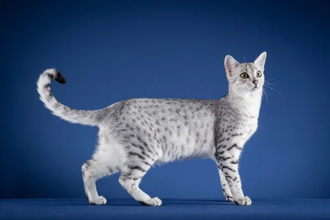 Silver spotted Egyptian Mau Serket standing side-on against a blue background