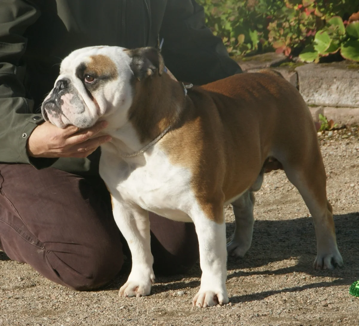 Englische Bulldogge mit braun-weißem Fell