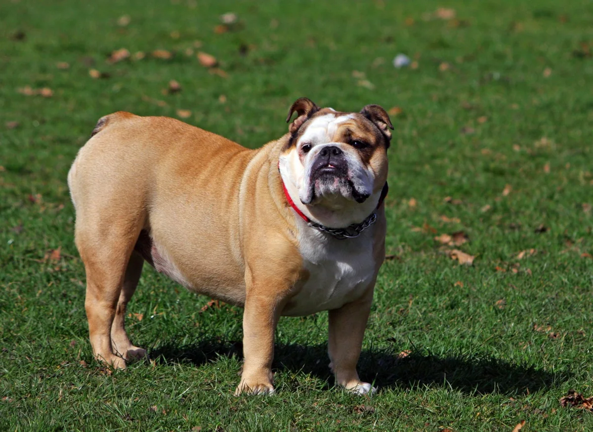 Un bulldog inglese adulto è in piedi sull’erba e guarda verso la fotocamera