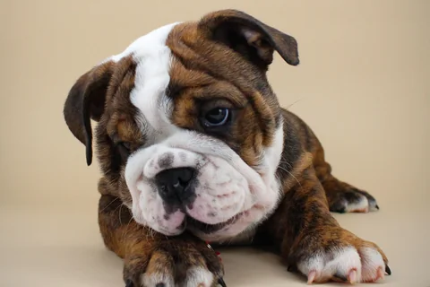 Un cucciolo di bulldog inglese tigrato è sdraiato davanti a uno sfondo chiaro