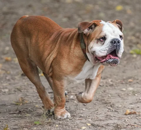 Un bulldog inglese marrone e bianco corre lungo un sentiero autunnale