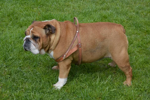 Un bulldog inglese marrone e bianco è in piedi di lato sull’erba.