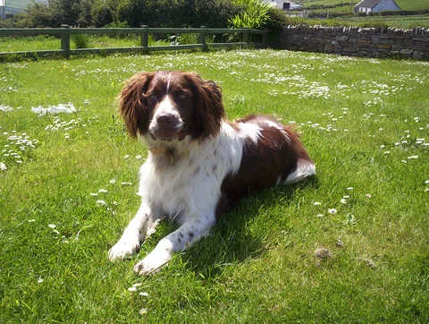 English Springer Spaniel resting on a lawn