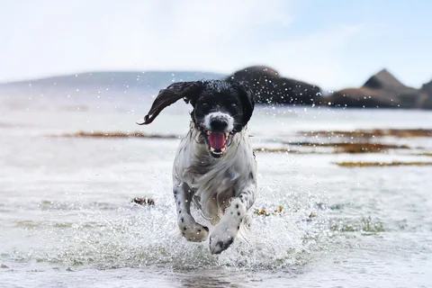 Springer spaniel inglés blanco y negro corriendo por el agua con las orejas al viento
