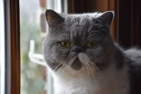 Grauweißer Exotisch-Kurzhaar-Kater Bissel mit kurzem Gesicht am Fenster