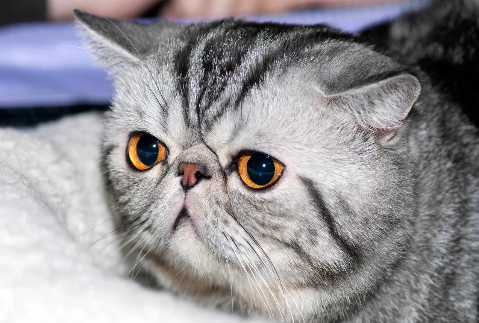 Exotic Shorthair im Porträt