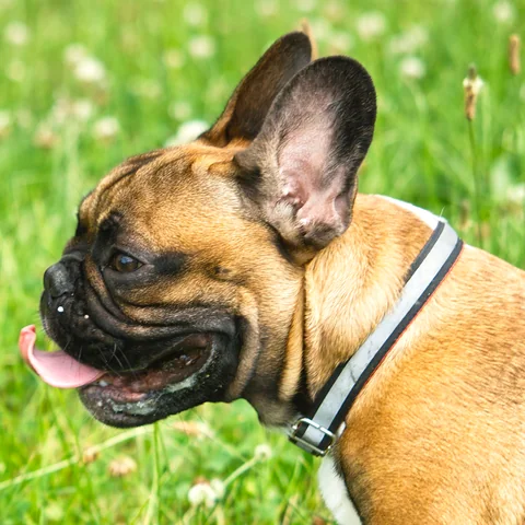 French Bulldog outdoors