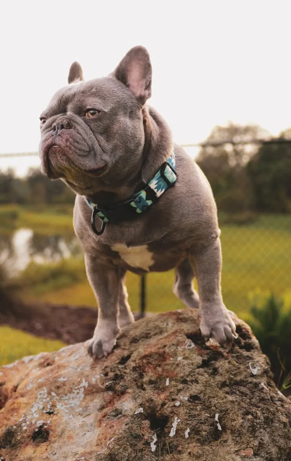 Bulldog francés adulto de pie sobre una roca al aire libre