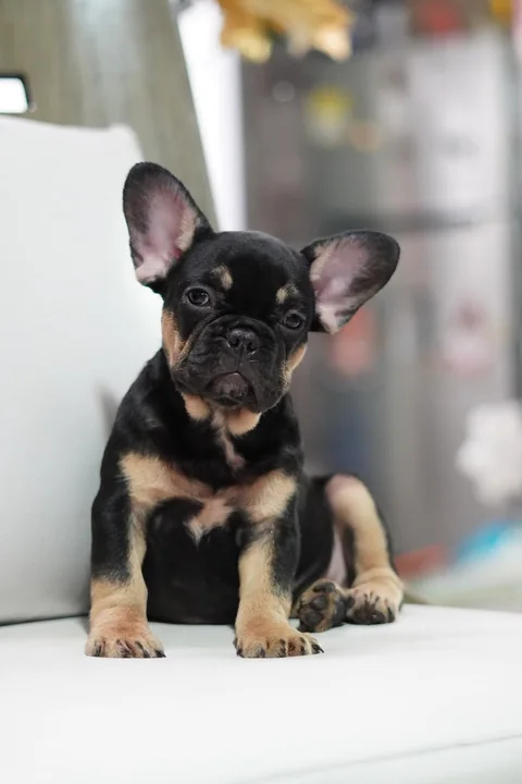 Cachorro de bulldog francés negro y fuego sentado en un sofá