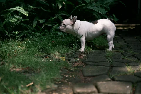 Bulldog francés adulto de pie en un sendero del jardín, de perfil mirando hacia la izquierda.
