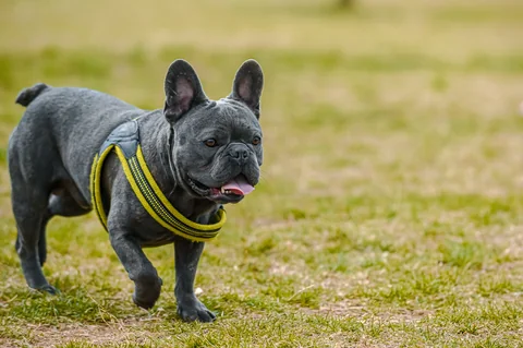 Bulldog francés gris caminando por la hierba con un arnés.