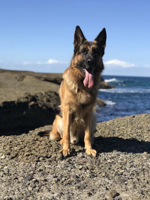 Deutscher Schäferhund im Freien