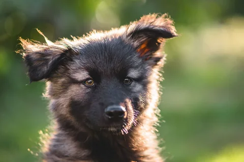 Cucciolo di pastore tedesco nero focato che guarda la fotocamera su uno sfondo verde