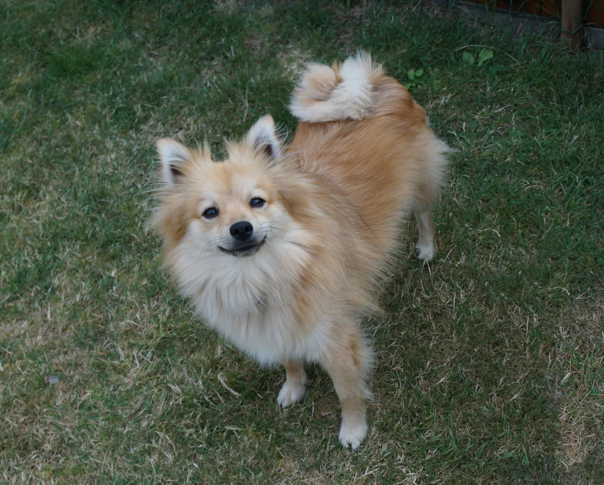 Un Mittelspitz color crema è in piedi sull’erba e guarda verso la fotocamera