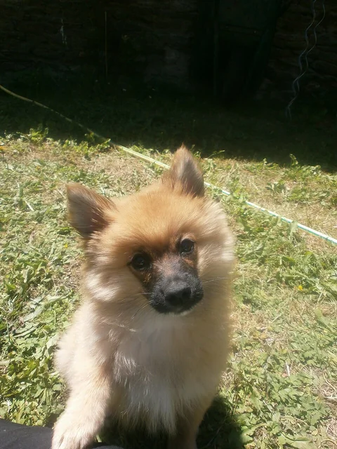 Malo, un cucciolo di Mittelspitz di due mesi e mezzo, è sull’erba