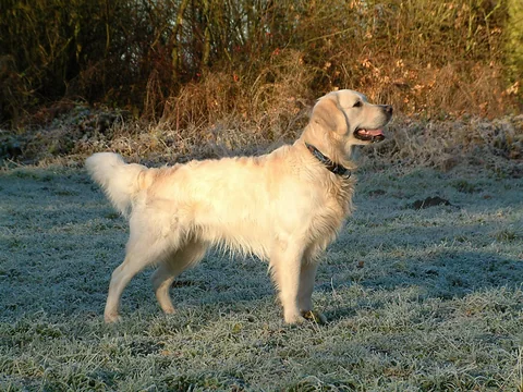 Golden Retriever mit goldfarbenem Fell im Freien
