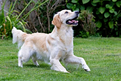 Golden Retriever crème avançant dans l’herbe, une patte avant levée