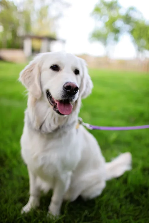 Cream-coloured Golden Retriever sitting on grass and looking towards the camera