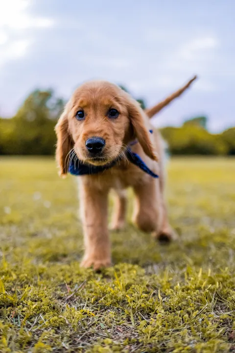 Chiot Golden Retriever avançant dans l’herbe