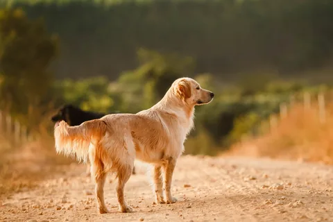 Golden Retriever adulte debout de profil sur un chemin de terre