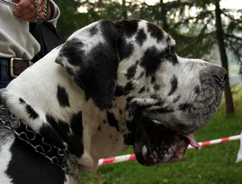Deutsche Dogge im Freien