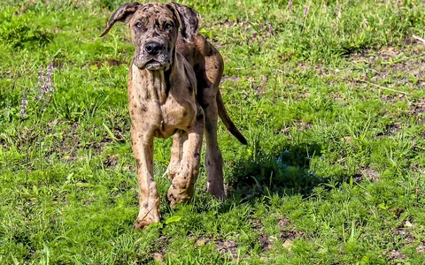 Un cucciolo di alano tedesco tigrato corre sull’erba verso la fotocamera