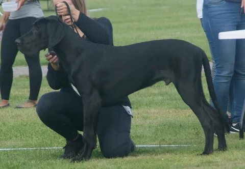 Un alano tedesco nero si mostra di profilo a una mostra canina