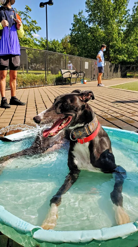 Greyhound im Wasserbecken beim Abkühlen