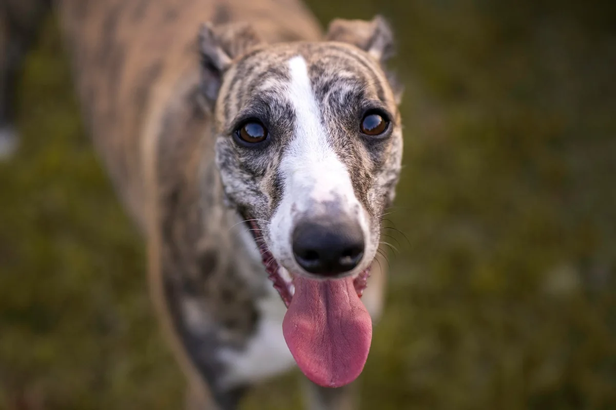 Un Greyhound tigrato con la bocca aperta guarda dritto verso la fotocamera
