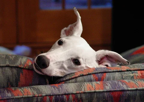 Un cucciolo bianco di Greyhound fa capolino oltre lo schienale di un divano
