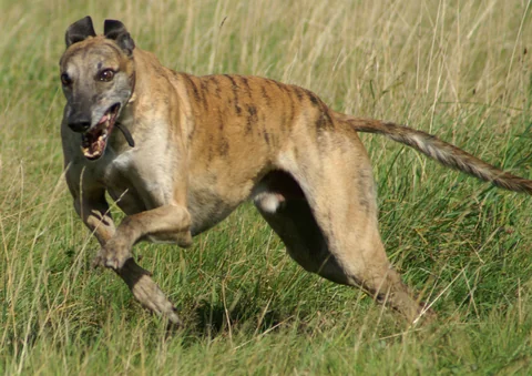 Moby, un Greyhound tigrato, corre sull’erba.