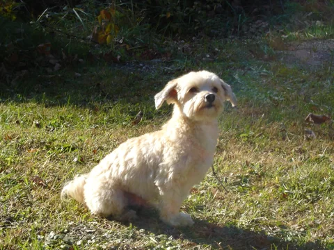 Havanese sitting on a lawn